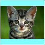 Kitten013.jpg