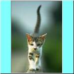 Kitten016.jpg